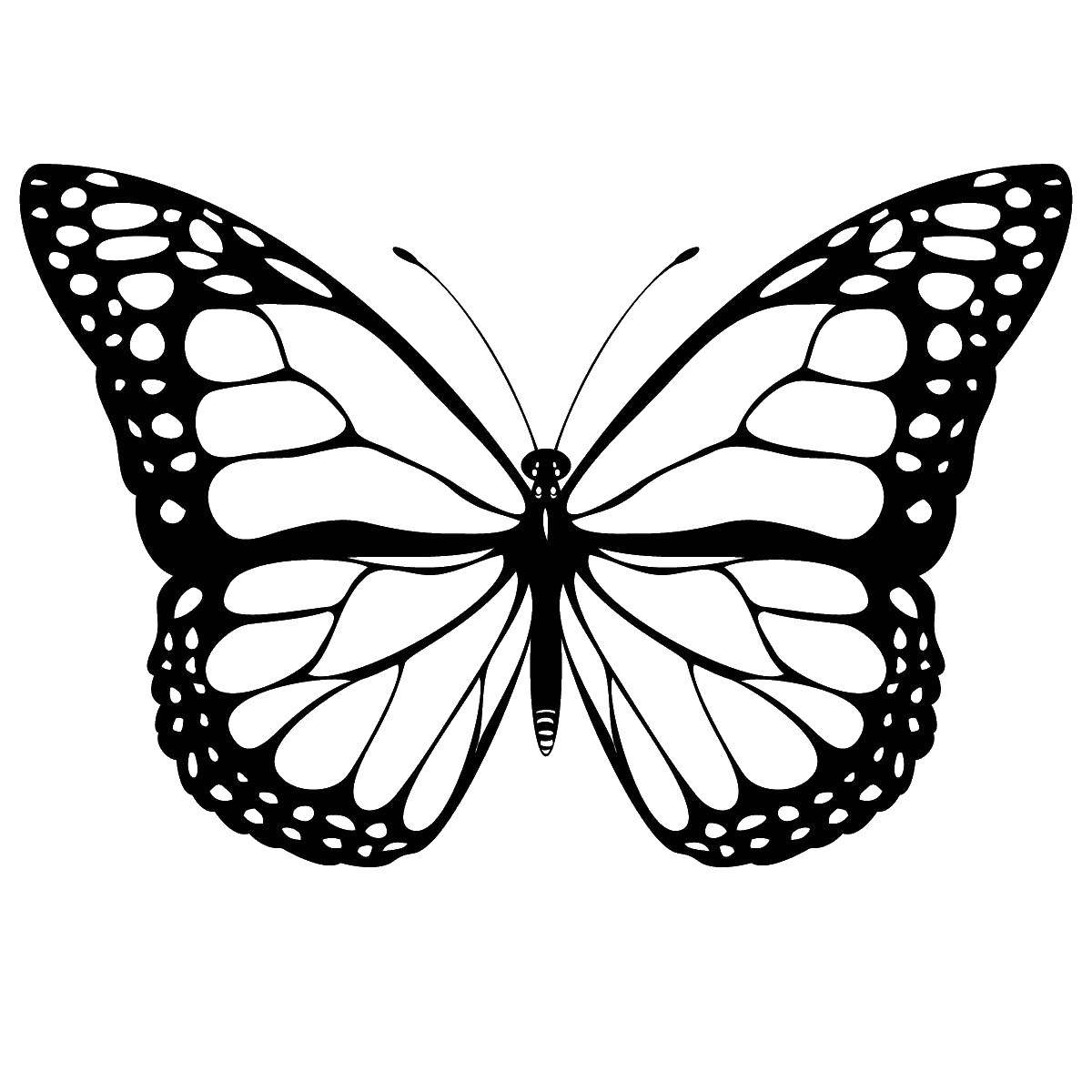Название: Раскраска Бабочка с узорчатыми крыльями. Категория: Бабочка. Теги: насекомые, бабочки, узоры.