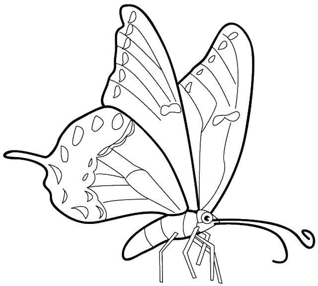 Название: Раскраска Бабочка. Категория: Бабочка. Теги: бабочка, бабочки, насекомые.