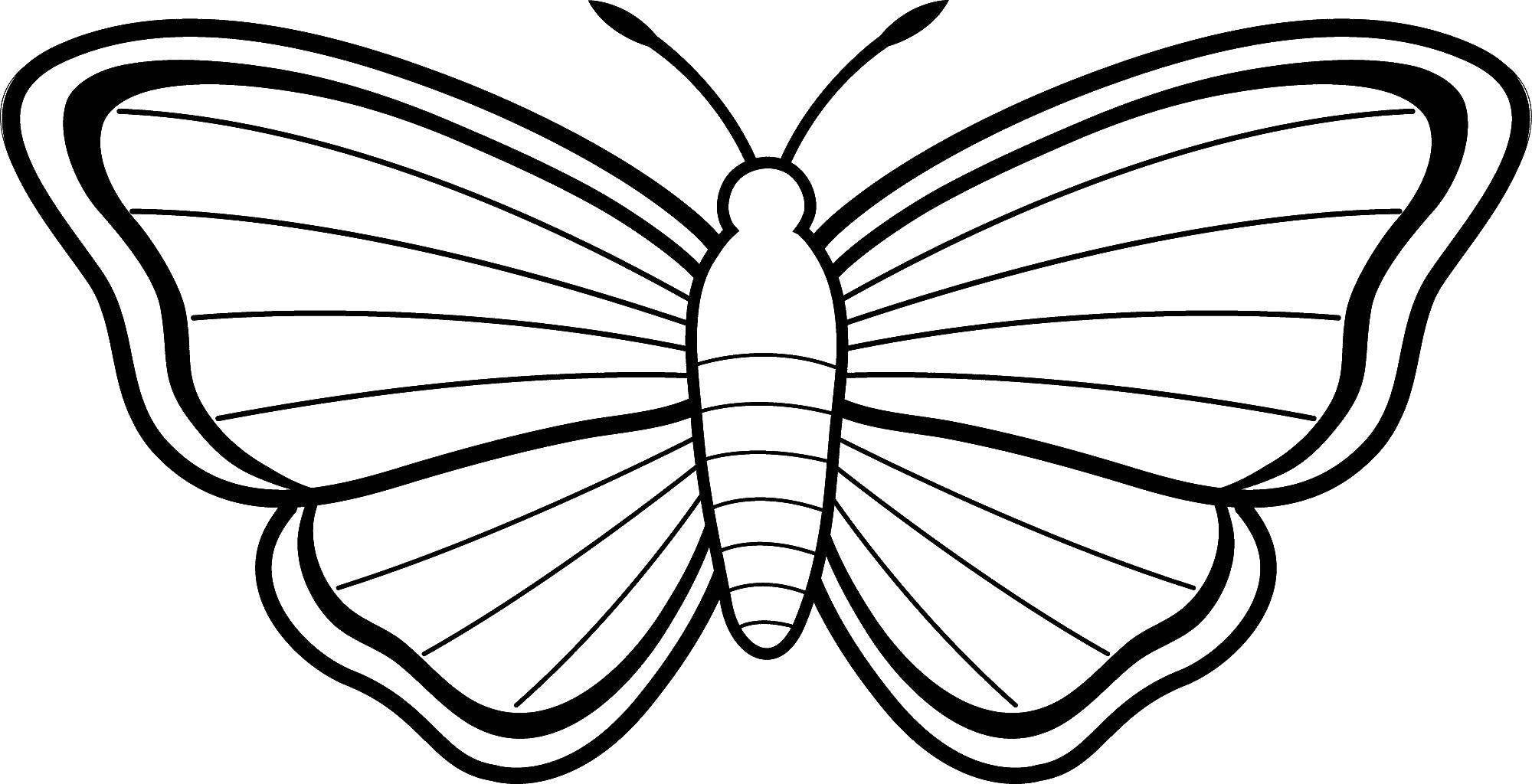 Coloring Butterfly. Category Butterfly. Tags:  butterflies, butterfly, lines.