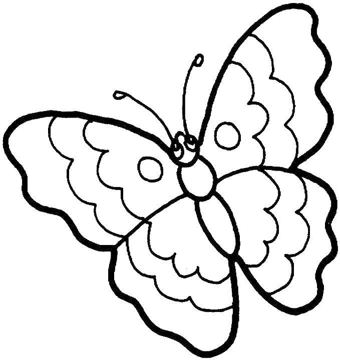 Название: Раскраска Бабочка. Категория: Бабочка. Теги: бабочки, бабочка, насекомое.