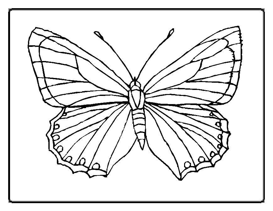 Название: Раскраска Бабочка. Категория: Насекомые. Теги: насекомое, бабочки, крылья, учики.