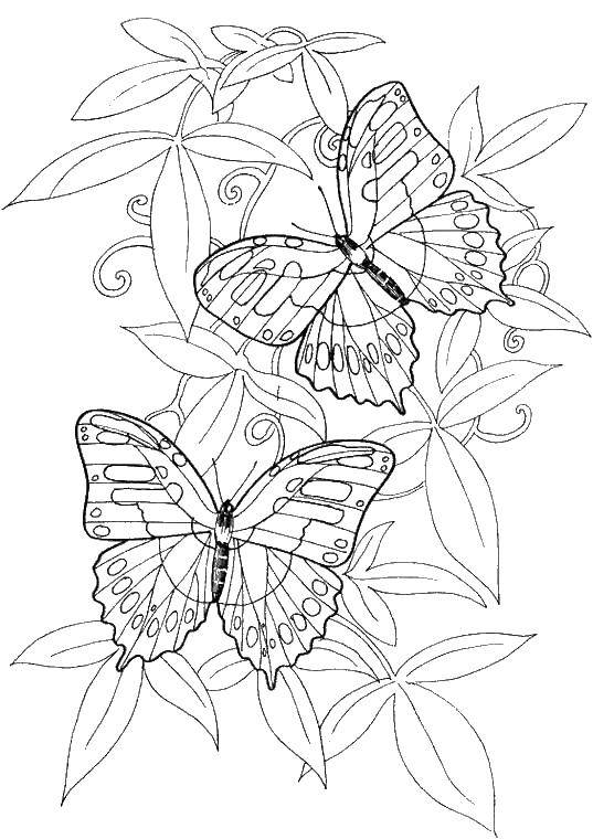 Название: Раскраска Две бабочки. Категория: Бабочка. Теги: насекомые, бабочки.
