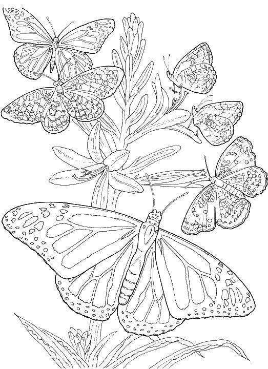 Coloring Many butterflies. Category Butterfly. Tags:  butterflies, insects.