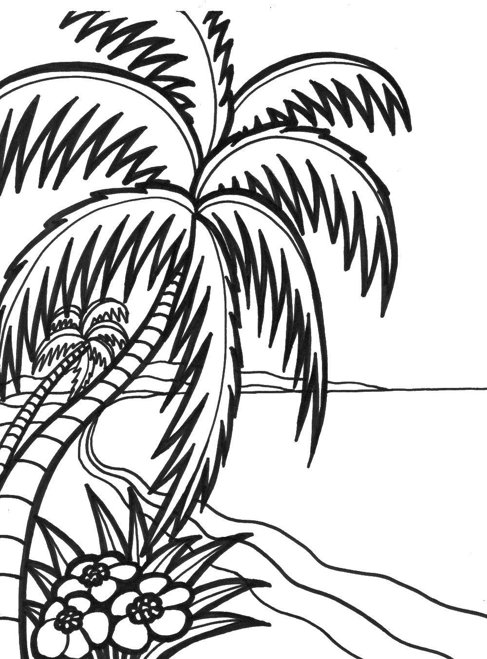 Coloring The palm tree on the beach. Category Summer beach. Tags:  beach, summer, palm tree.