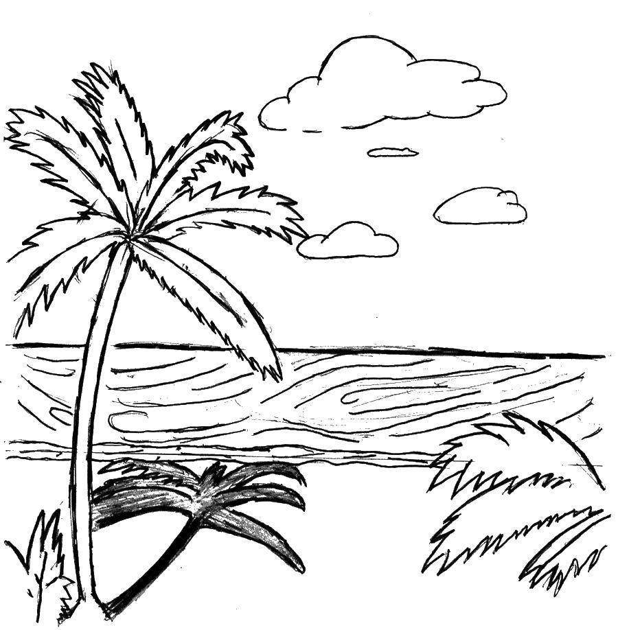 Название: Раскраска Пальмы у воды. Категория: Летний пляж. Теги: Деревья, пальма.