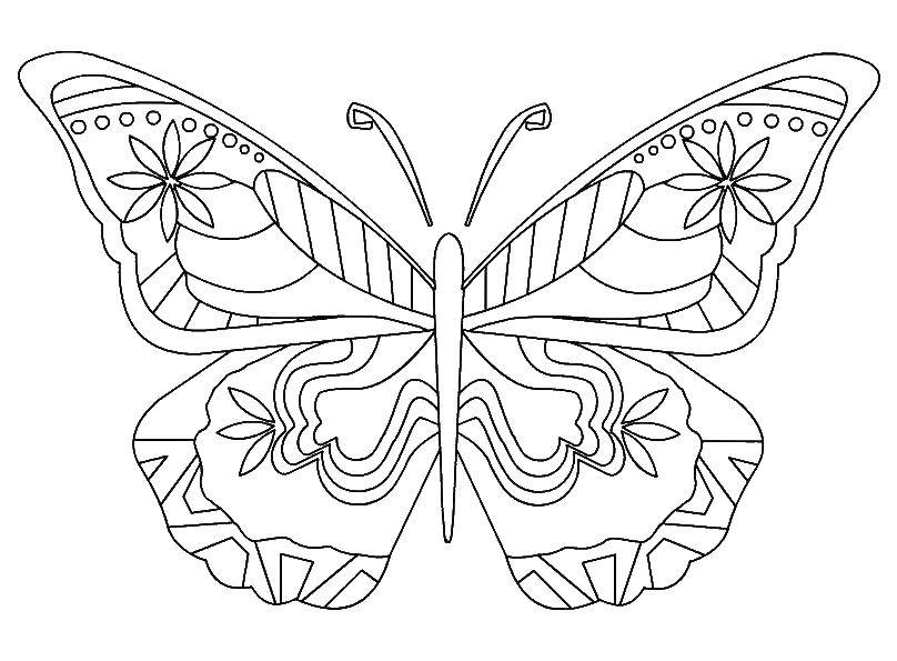 Название: Раскраска Узорчатые крылья бабочки. Категория: Бабочка. Теги: насекомые, бабочка, крылья.