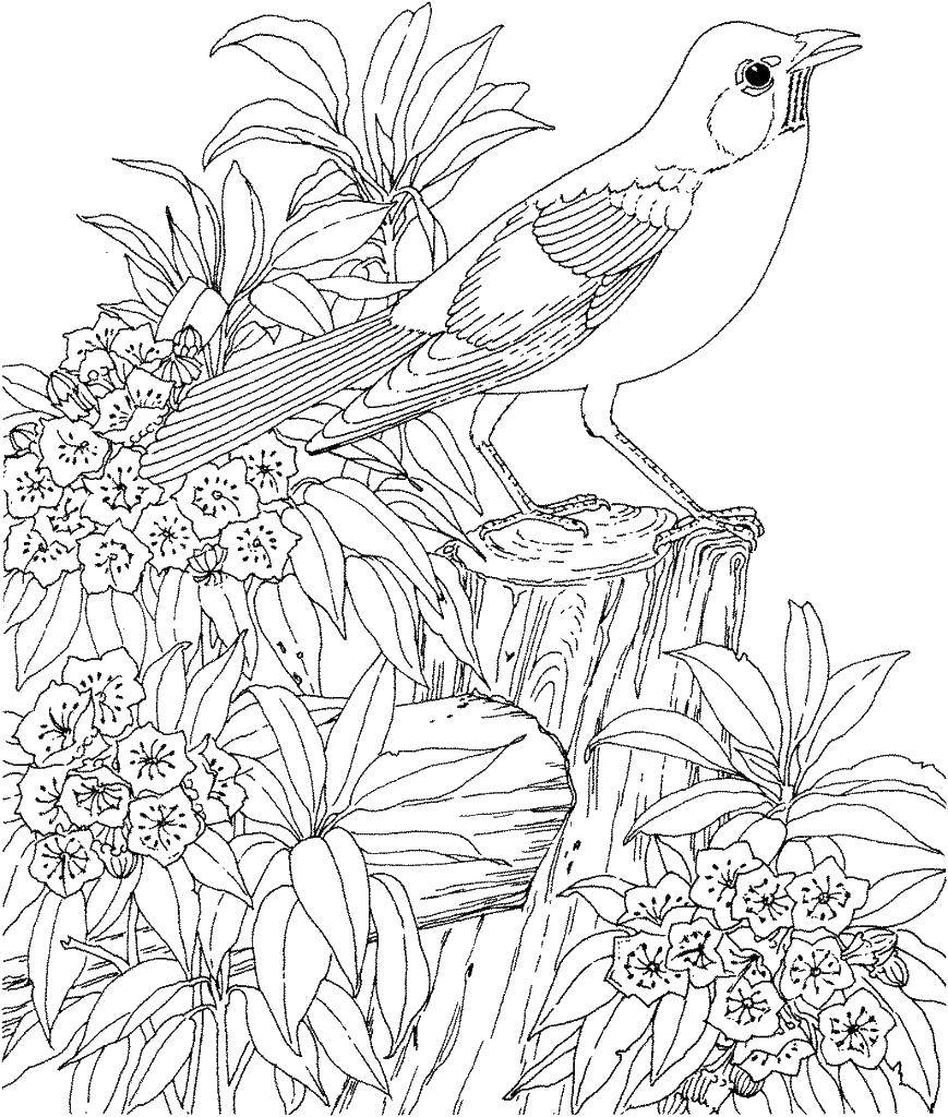 Розмальовки  Пташка на пеньку в оточенні квітів. Завантажити розмальовку птахи, квіти, пташка.  Роздрукувати ,Птахи,