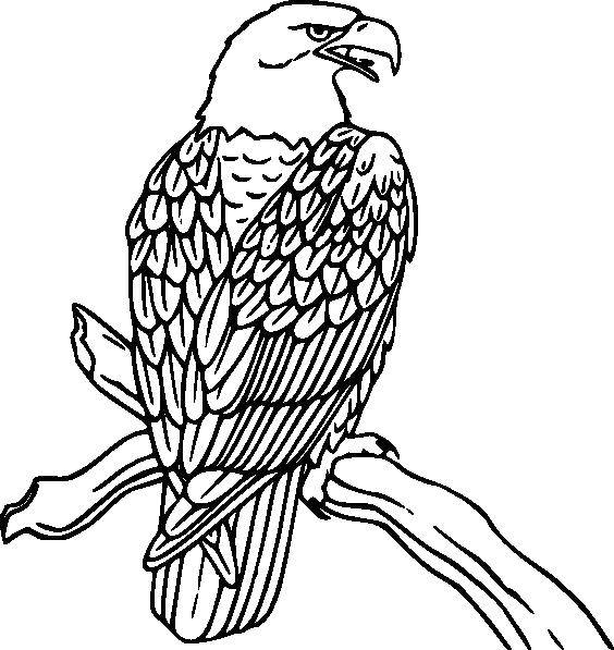 Название: Раскраска Орел на ветке. Категория: Птицы. Теги: птицы, Орел, ветка.
