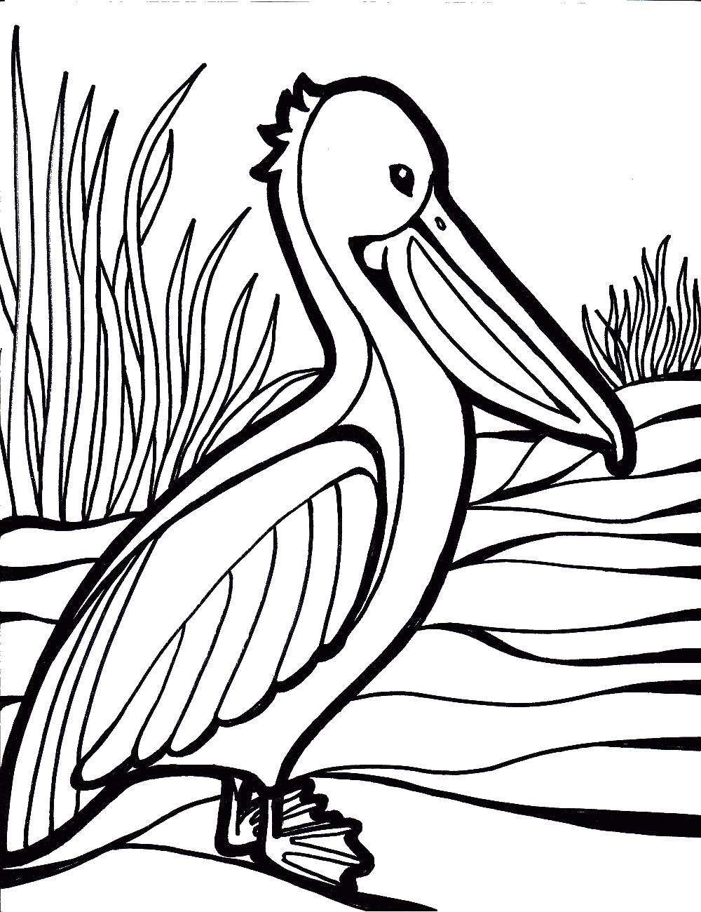 Название: Раскраска Пеликан. Категория: Птицы. Теги: птицы, пеликан, клюв.