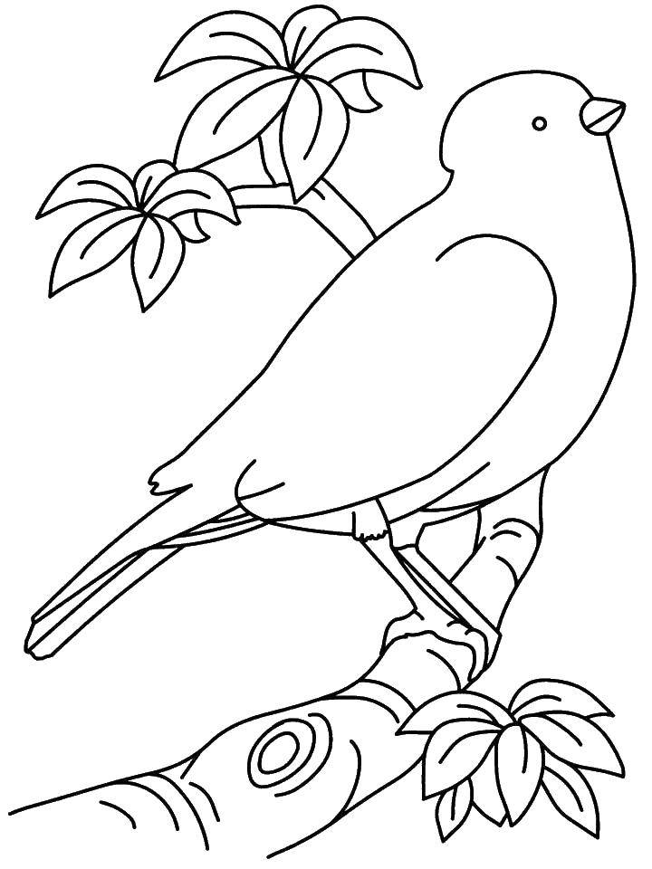 Coloring Bird on a branch. Category Birds. Tags:  birds, bird, branch.