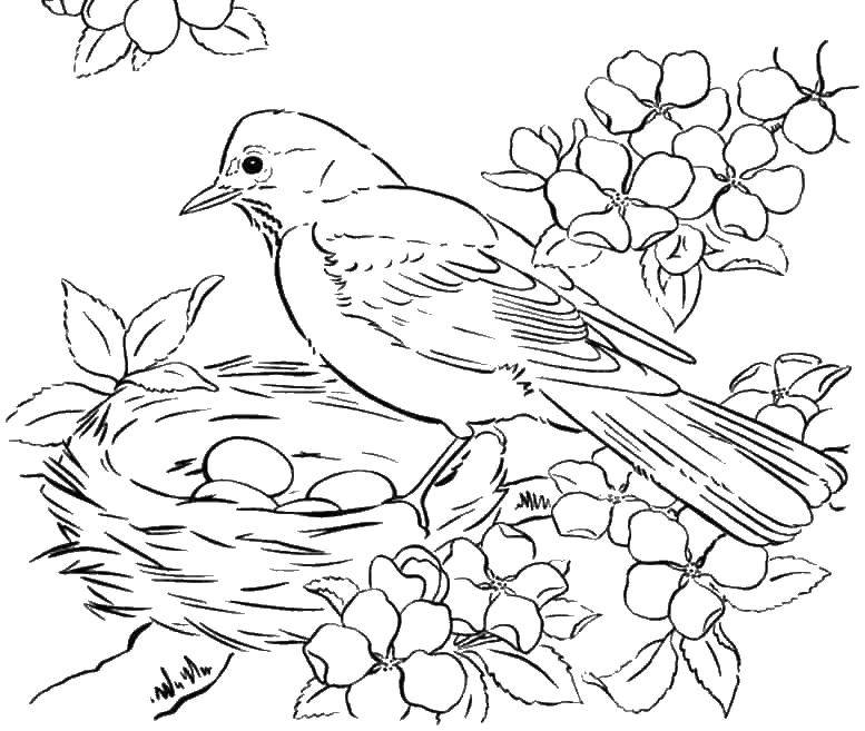Название: Раскраска Птичка у гнезда с яйцами. Категория: Птицы. Теги: птицы, яйца, гнездо.