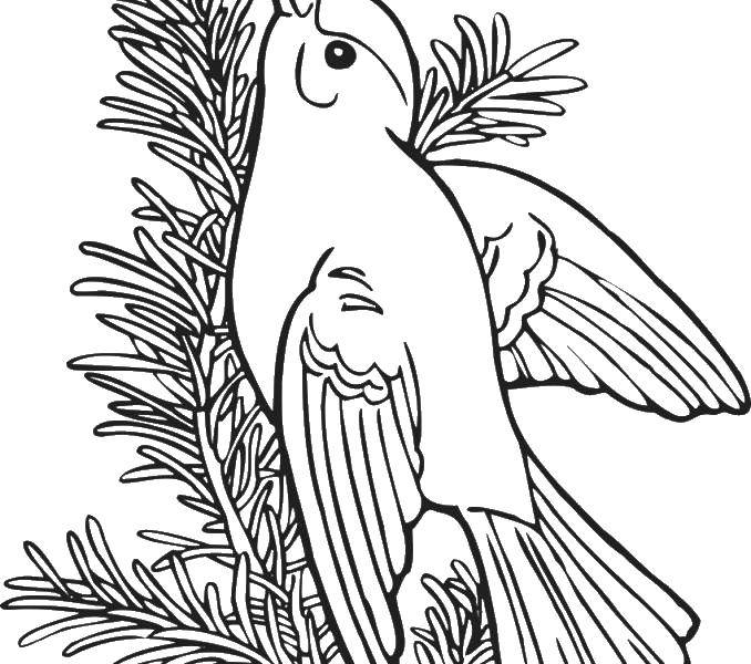 Coloring Bird on a conifer branch. Category Birds. Tags:  birds, branch.