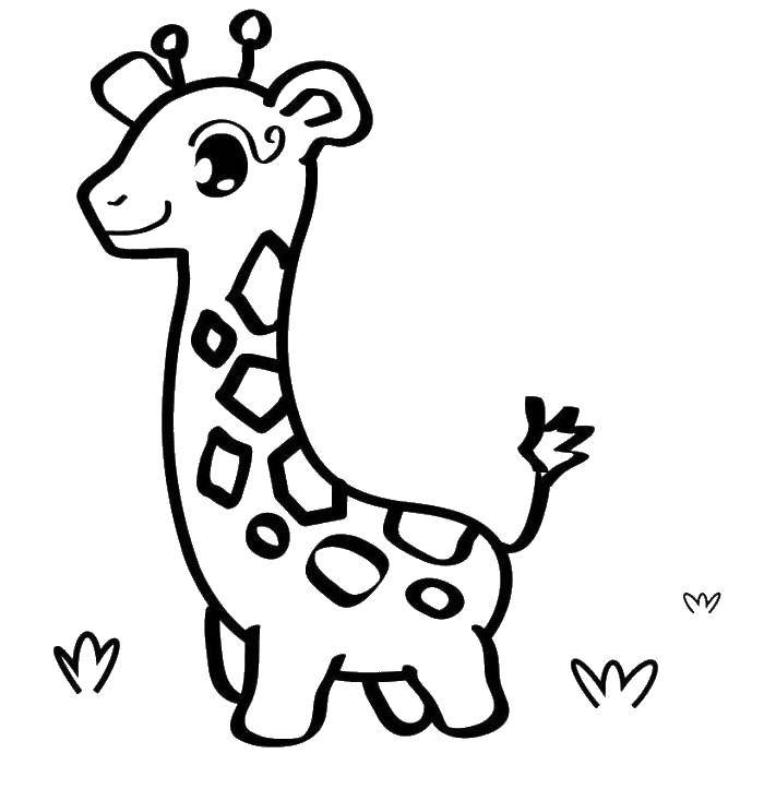 Название: Раскраска Жираф с длинной шеей. Категория: детеныши животных. Теги: жираф, животные.