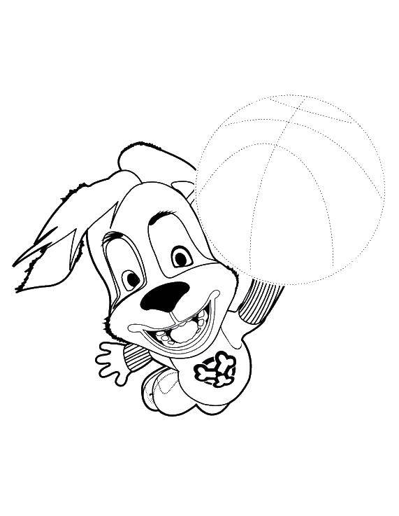 Название: Раскраска Пёс кидает мяч в корзину. Категория: дорисуй по образцу. Теги: Животные, спорт, игра, баскетбол, мяч.