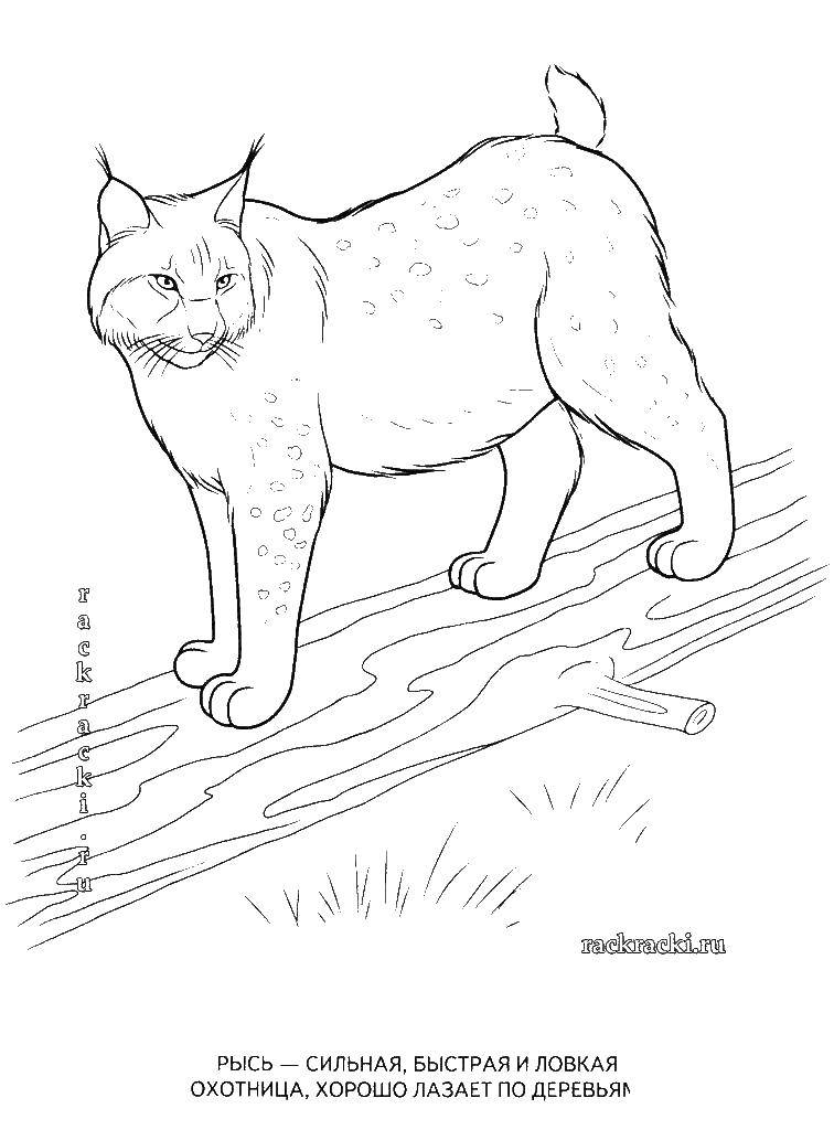 Coloring Lynx.. Category Nature. Tags:  Animals, lynx.