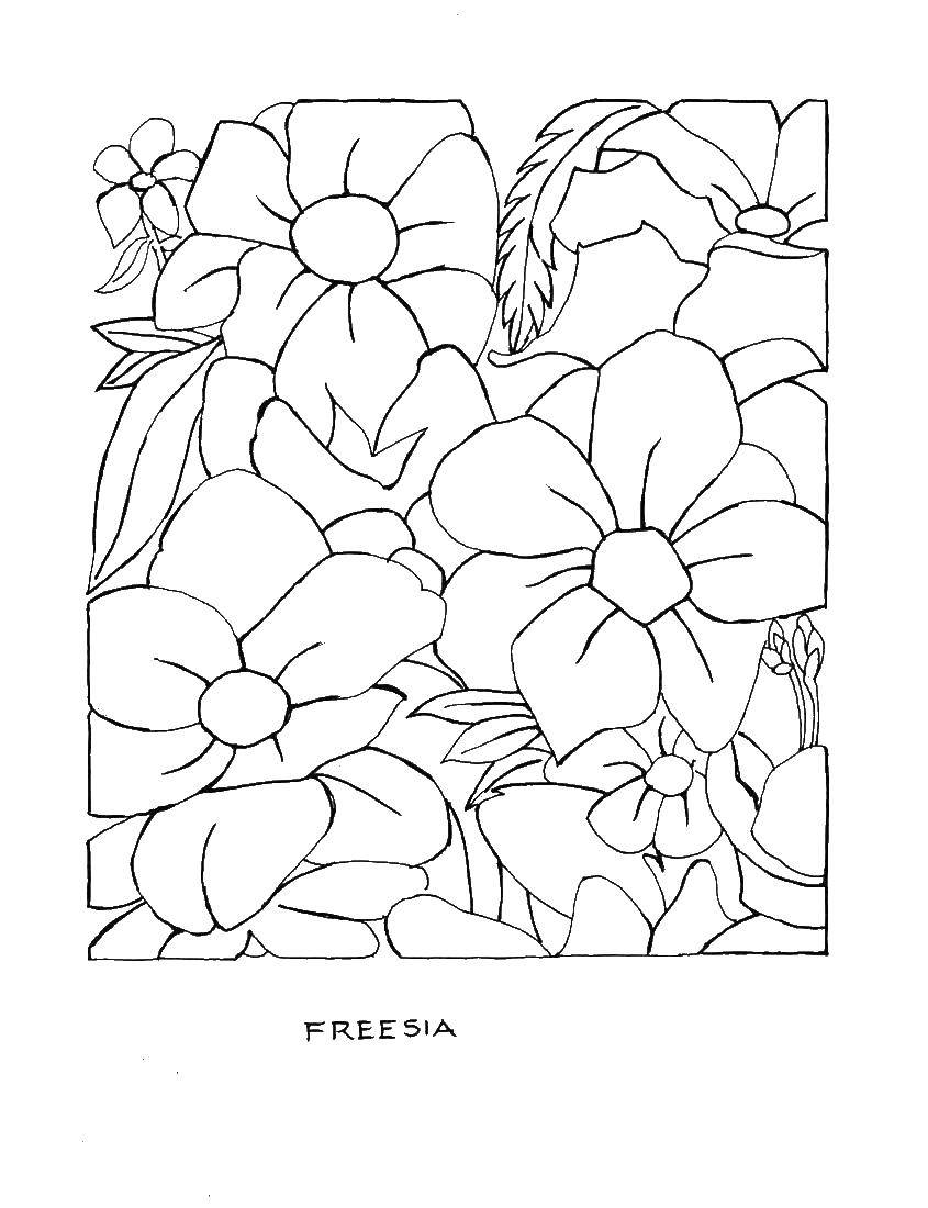 Coloring Flower freesia. Category flowers. Tags:  flowers, freesia.