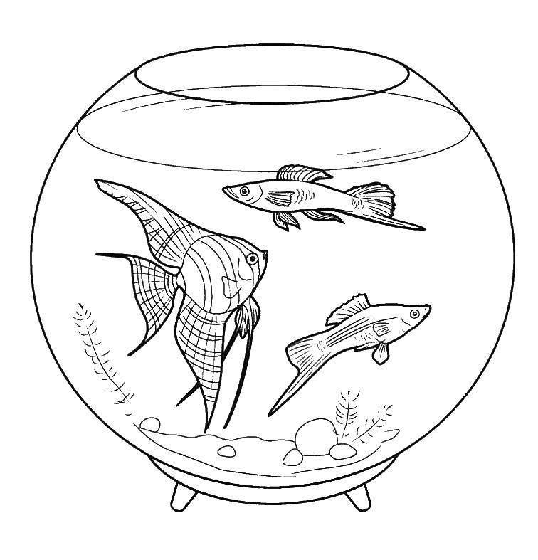 Название: Раскраска Аквариум с красивыми рыбками. Категория: морское. Теги: Подводный мир, рыба.