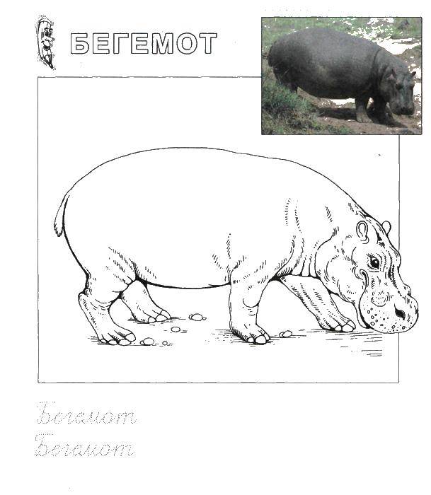 Coloring Hippo looks for food. Category Animals. Tags:  hippopotamus, animals.