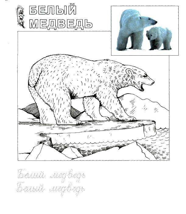 Название: Раскраска Белый медведь. Категория: Животные. Теги: белый медведь.