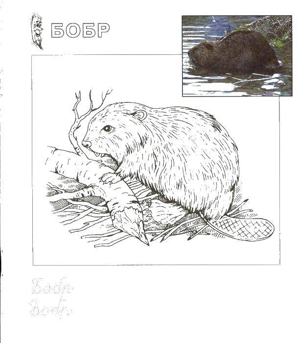 Coloring Beaver gnawing on a tree. Category Animals. Tags:  beaver, tree.