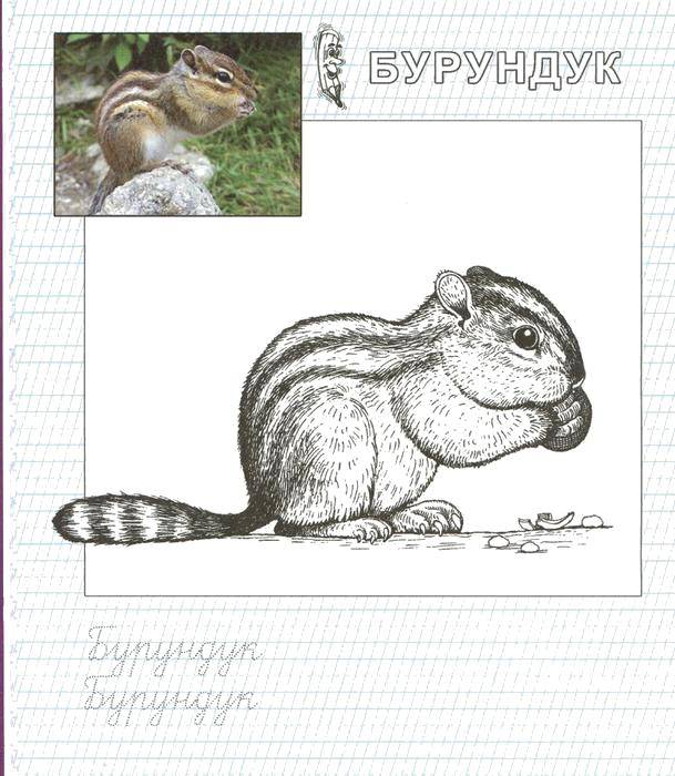 Coloring Chipmunk with nut. Category Animals. Tags:  Chipmunk.