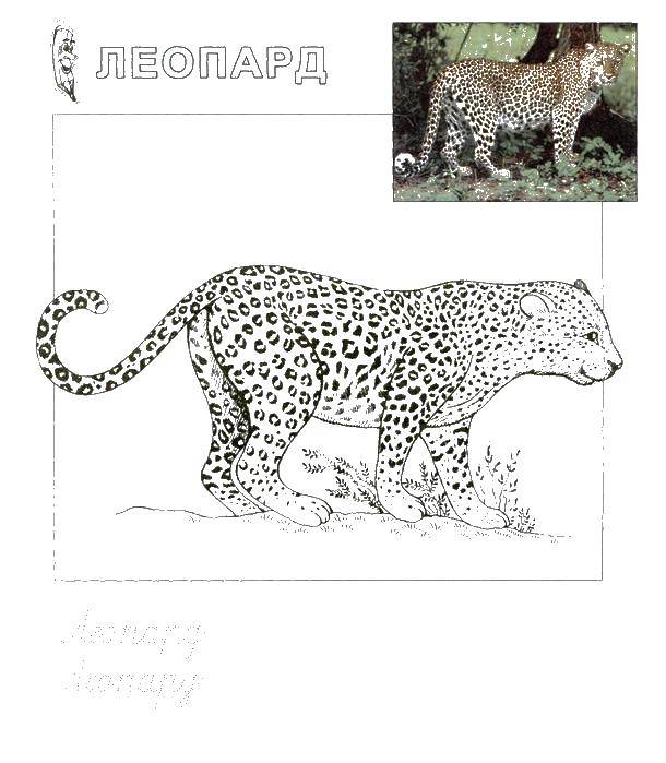 Название: Раскраска Быстрый леопард. Категория: Животные. Теги: леопард.