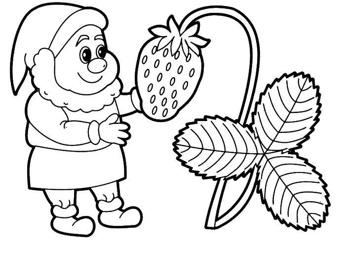 Coloring Dwarf found the strawberries. Category Coloring pages for kids. Tags:  dwarf, strawberry.