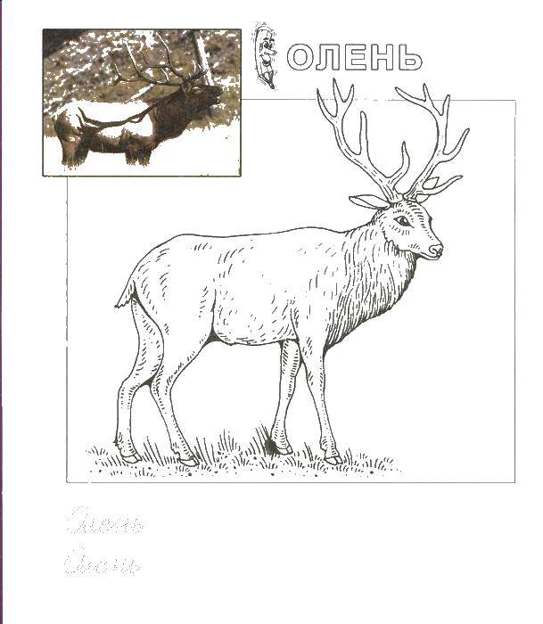 Coloring Proud deer. Category Animals. Tags:  the deer, animals.
