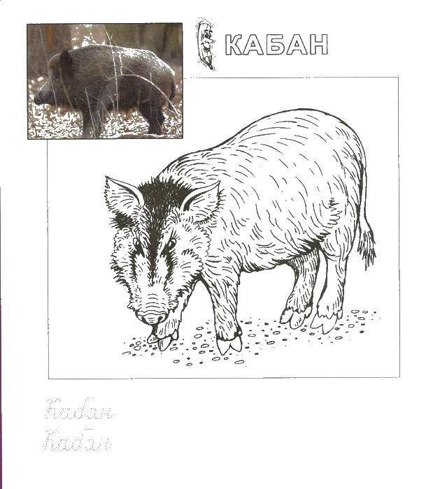 Название: Раскраска Кабан. Категория: дикие животные. Теги: животные, кабан.