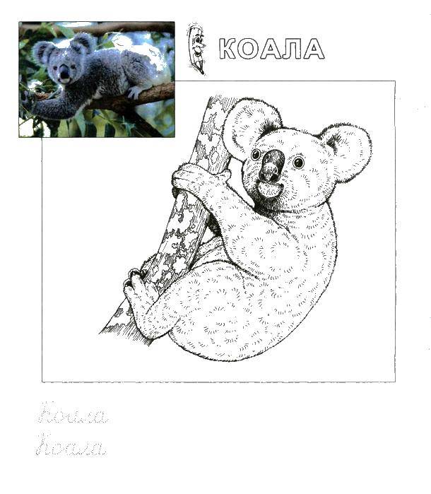 Coloring Koala recipe. Category Animals. Tags:  the recipe, Koala.