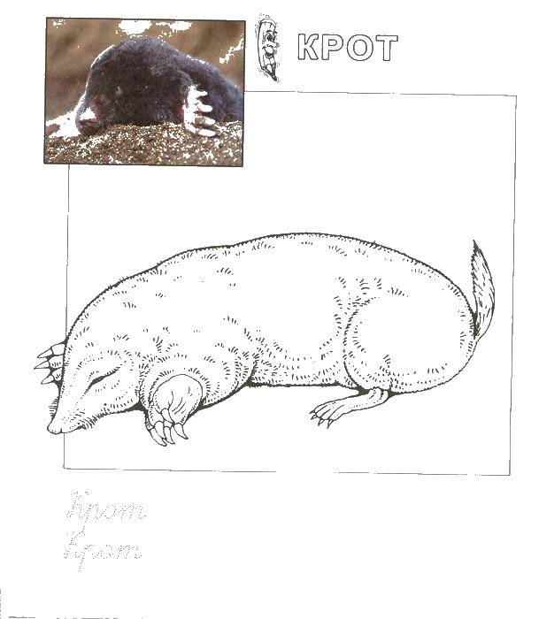 Coloring The mole digs. Category Animals. Tags:  the mole, the earth.