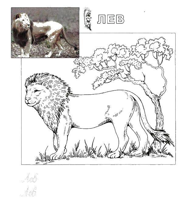 Название: Раскраска Лев у дерева. Категория: дикие животные. Теги: лев, животное.
