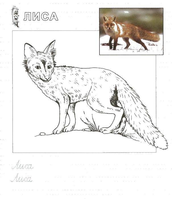 Coloring Fox with a long tail. Category wild animals. Tags:  Fox the animal.