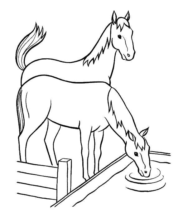 Название: Раскраска Лошади пьют воду. Категория: лошади. Теги: Лошадь.