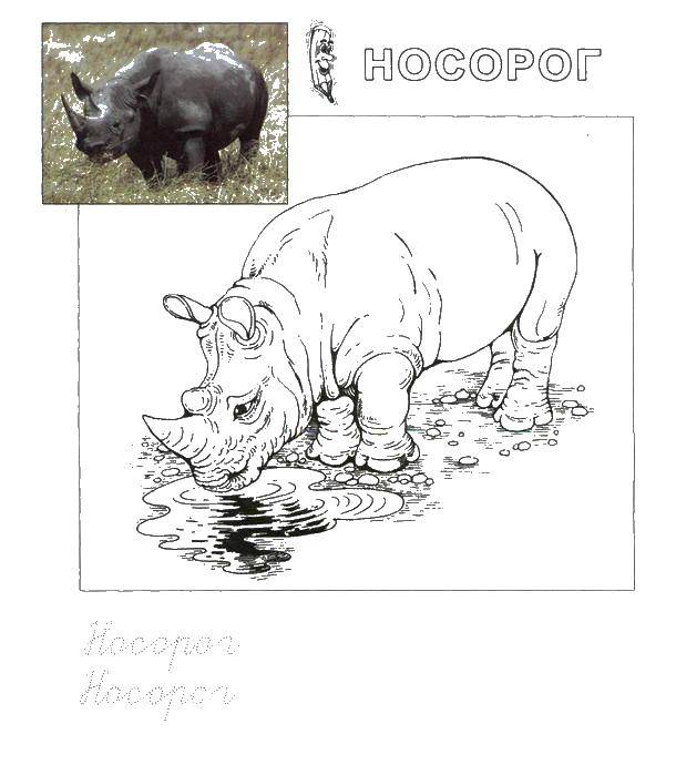 Название: Раскраска Носорог пьет воду. Категория: Животные. Теги: животные, носорог.