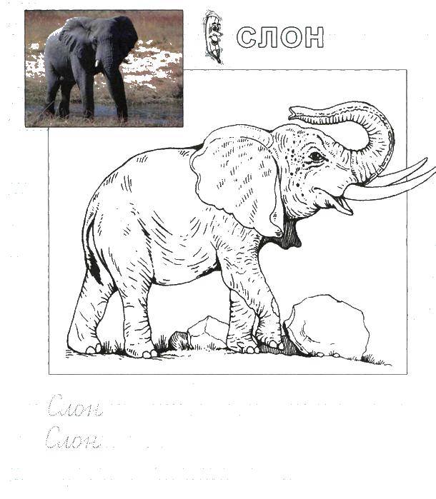 Название: Раскраска Пропись слон. Категория: Животные. Теги: Прописи, слон.