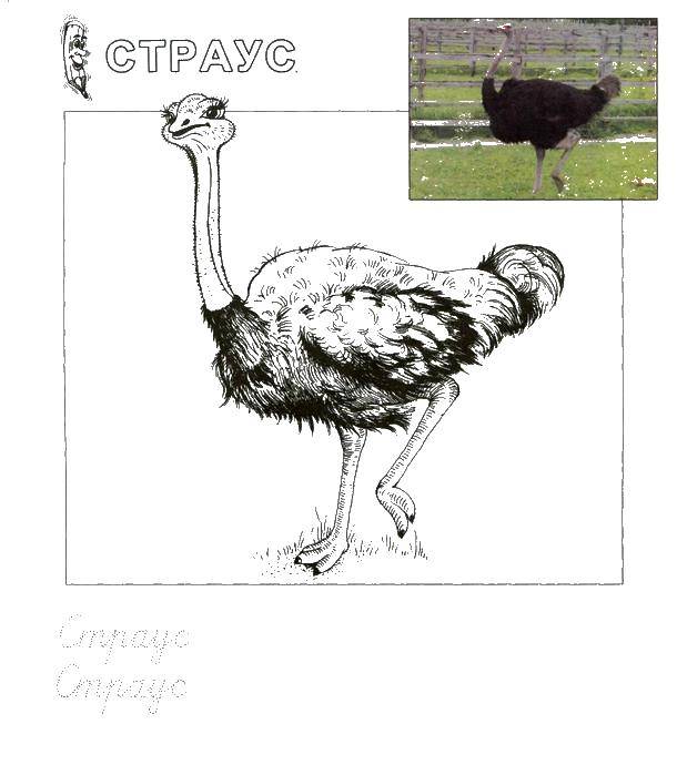 Coloring Recipe ostrich. Category recipe. Tags:  Ostrich, Emo.