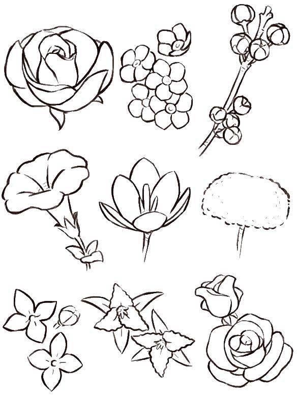 Coloring Different colors. Category flowers. Tags:  Flowers.