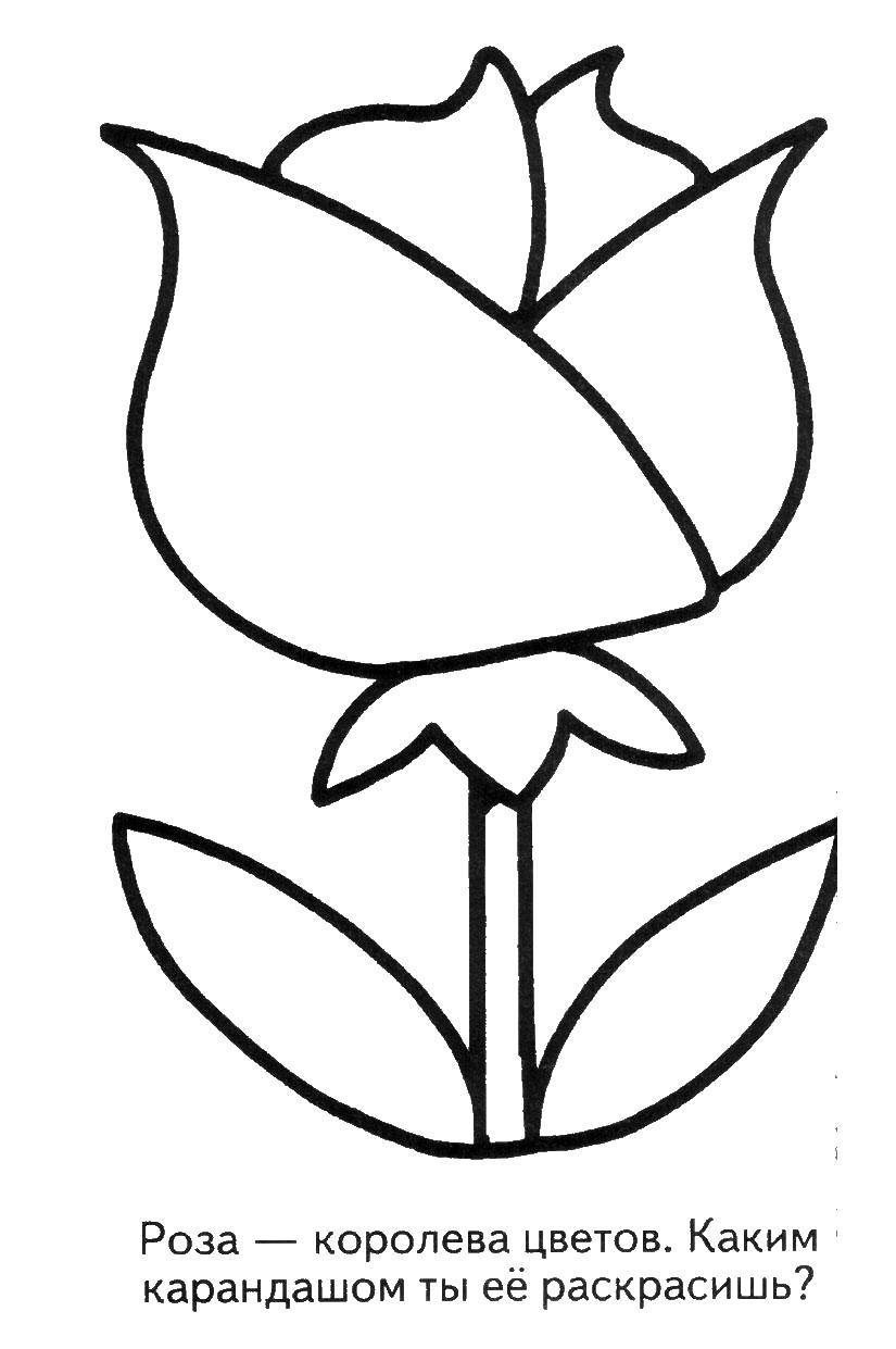 Coloring Rose Queen of flowers. Category Coloring pages for kids. Tags:  rose, flowers.