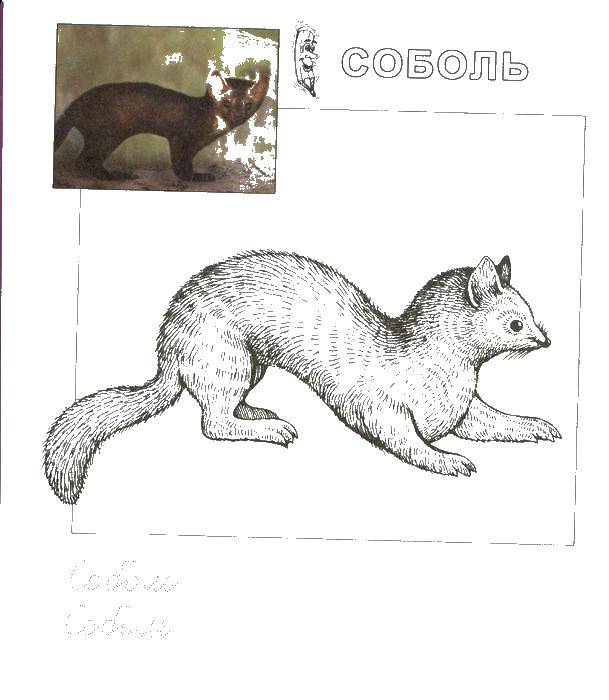 Coloring Sable. Category Animals. Tags:  Sobol.