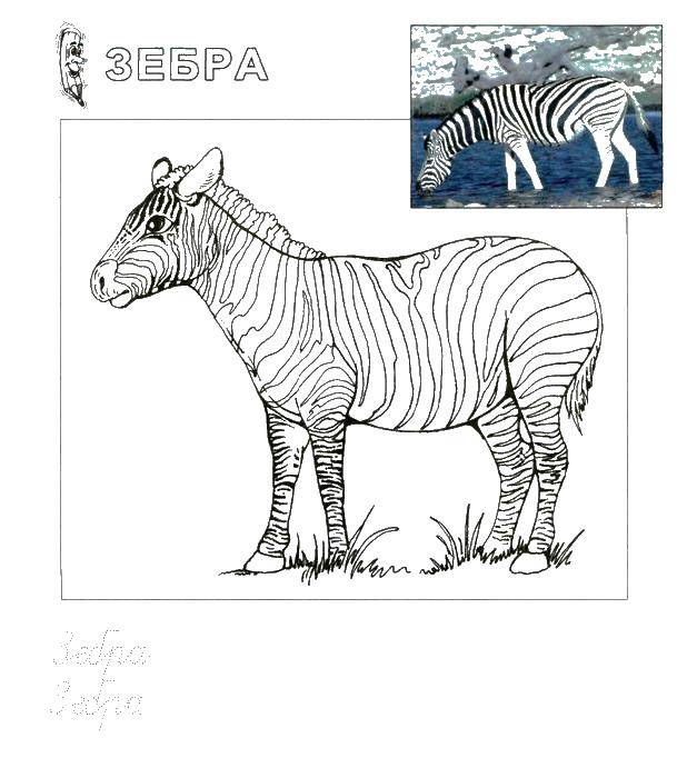 Название: Раскраска Зебра пропись. Категория: Животные. Теги: пропись, зебра.