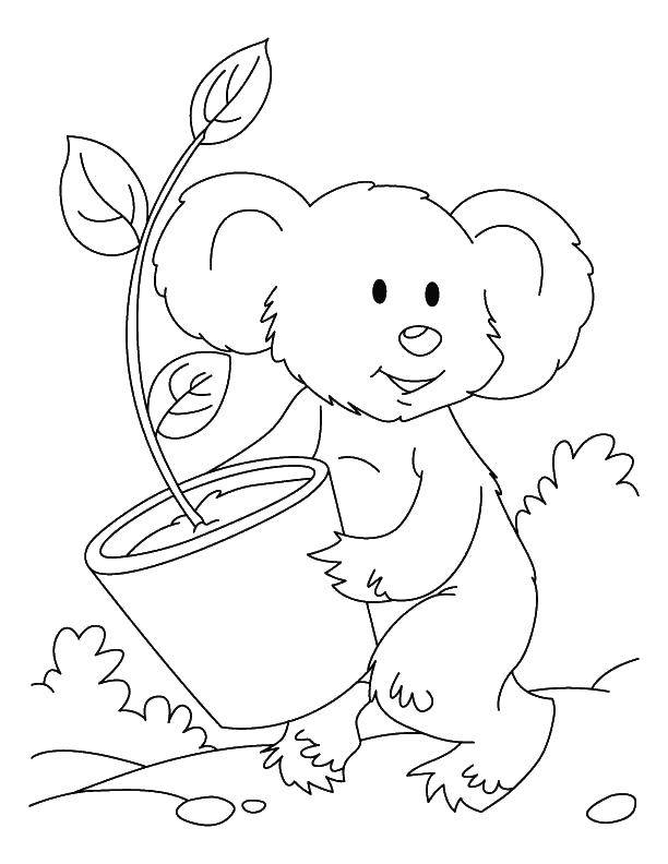 Coloring Koala bear pot with flower. Category Animals. Tags:  Koala, tree.
