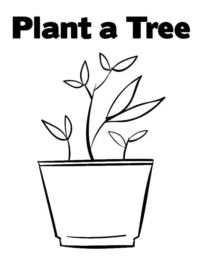 Название: Раскраска Растение в горшке. Категория: растения. Теги: растение, горшок.