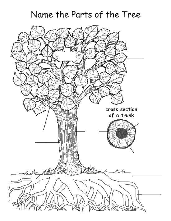 Coloring The structure of the tree. Category plants. Tags:  tree structure.