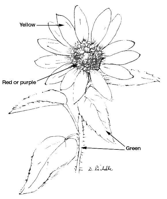 Coloring Structure of the sunflower. Category plants. Tags:  sunflower, flowers.