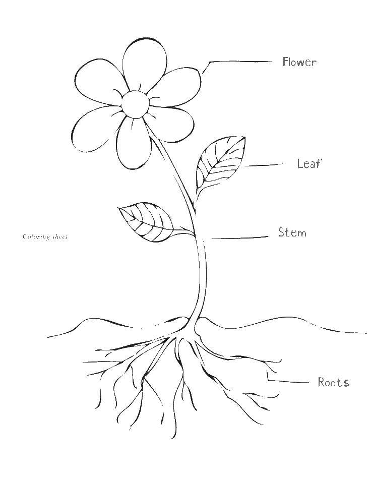 Coloring The structure of the flower. Category plants. Tags:  flowers, structure.