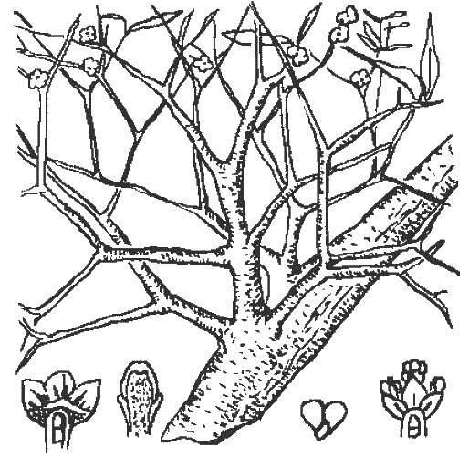 Coloring The trunk and branches of a tree. Category tree. Tags:  Trees, leaf.