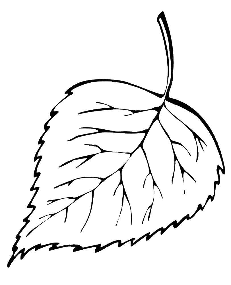 Название: Раскраска Берёзовый листочек. Категория: листья. Теги: Листья, дерево.