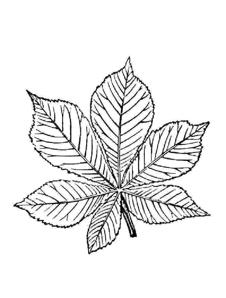 Название: Раскраска Большой листок. Категория: Контуры листьев. Теги: Листья, дерево.