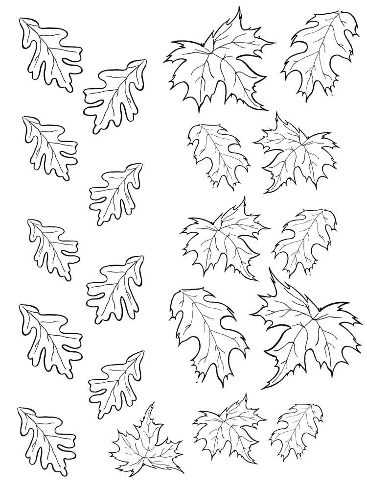 Название: Раскраска Дубовые и кленовые листочки. Категория: листья. Теги: Листья, дерево, клён, осень.